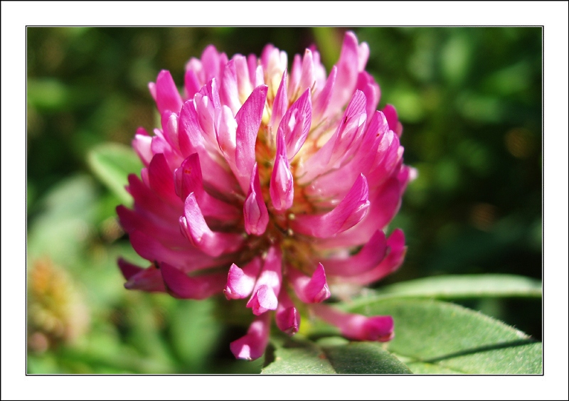 Летняя дразнилка