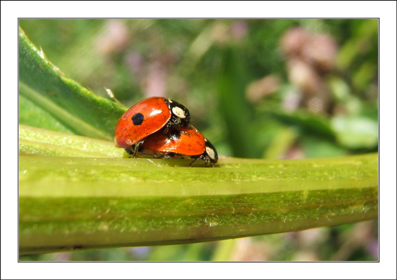 Скоро весна !