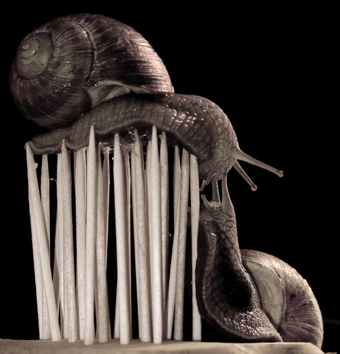 Улиточные йоги.