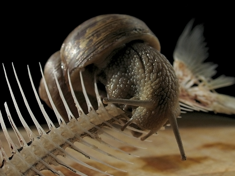 Про разные вкусности...с точки зрения улитки