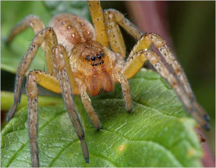 Восьмиглазый восьминог