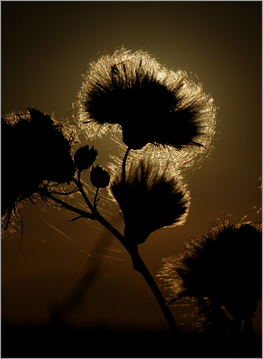 Облитые светом