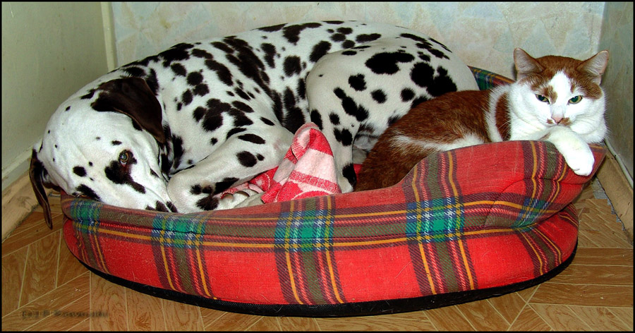 Паліткарэктнасць