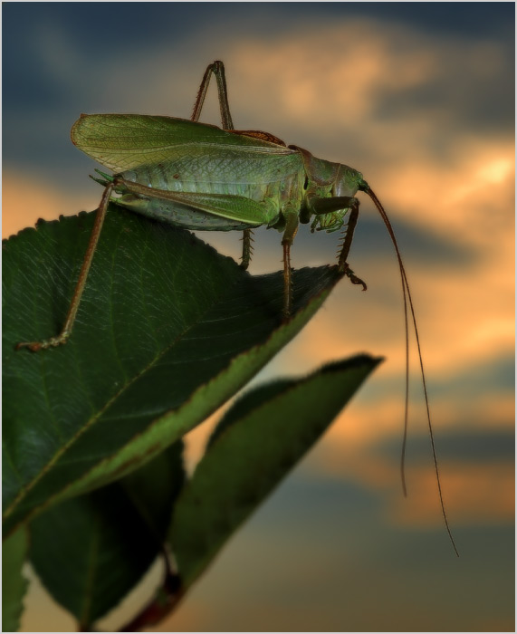 Романтическая серенада