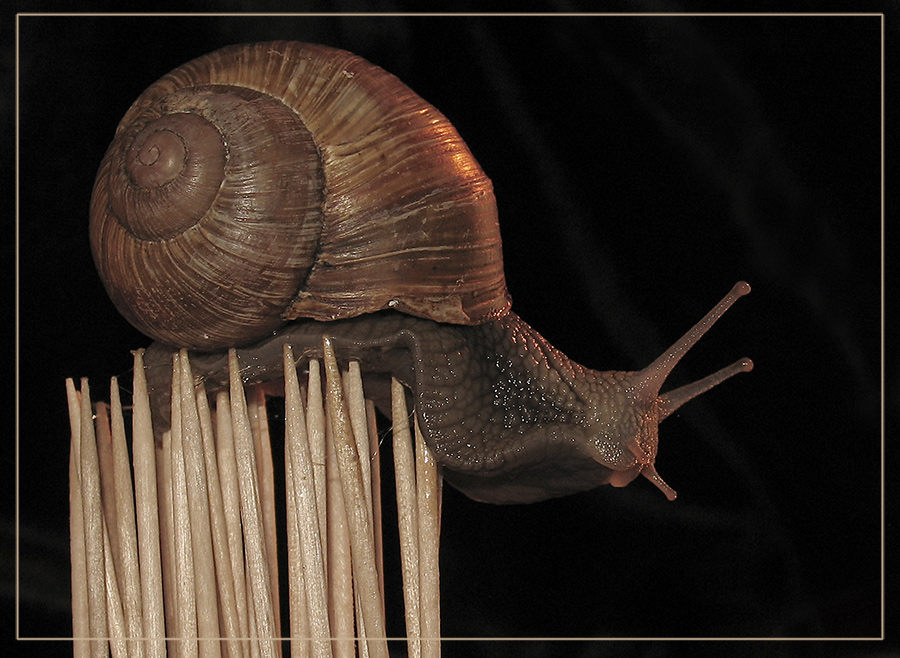 Балансирующий гуру