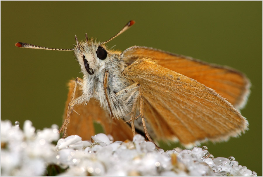 Про тайную сущность