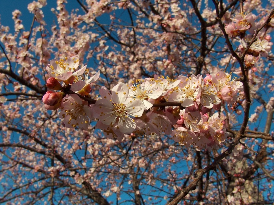 Уже пришла весна...