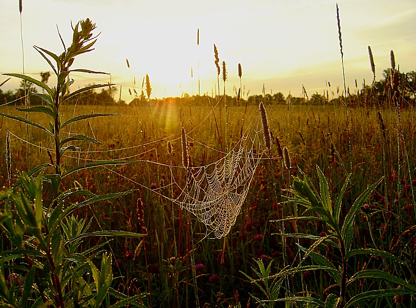 Лінія сонцаперадачы