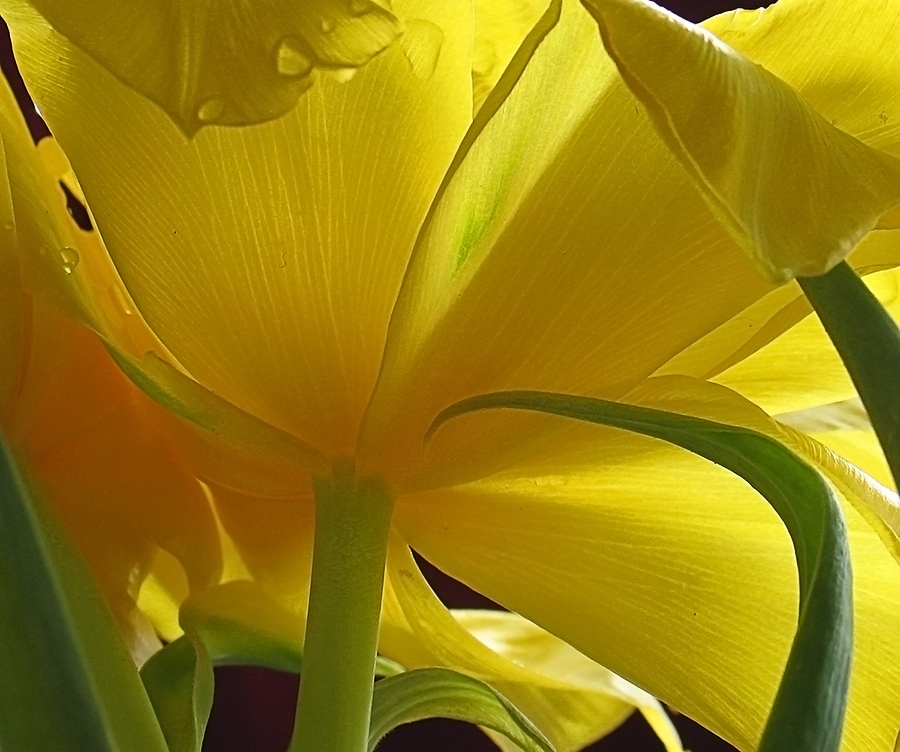 желтые, или вид сзади тоже бывает неплох