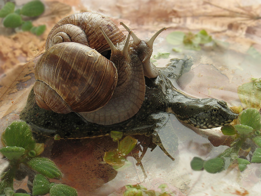 -Покатай-ка нас, большая черепаха!