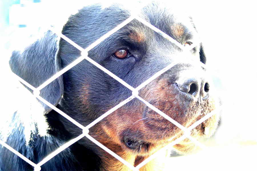 портрет собаки