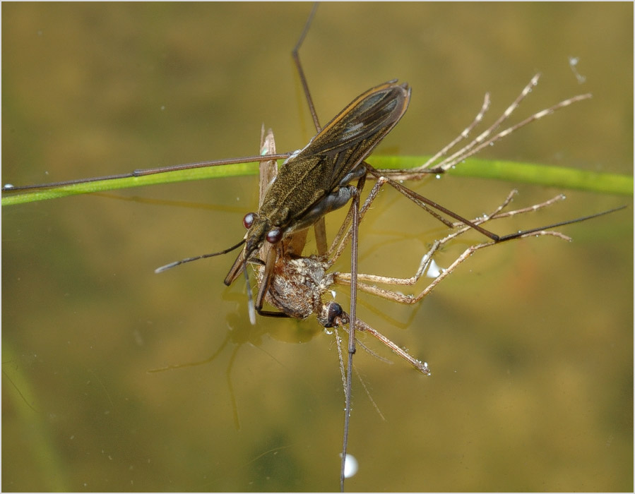 Фотомодель и ее гонорар