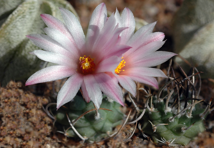 Turbinicarpus roseiflorus