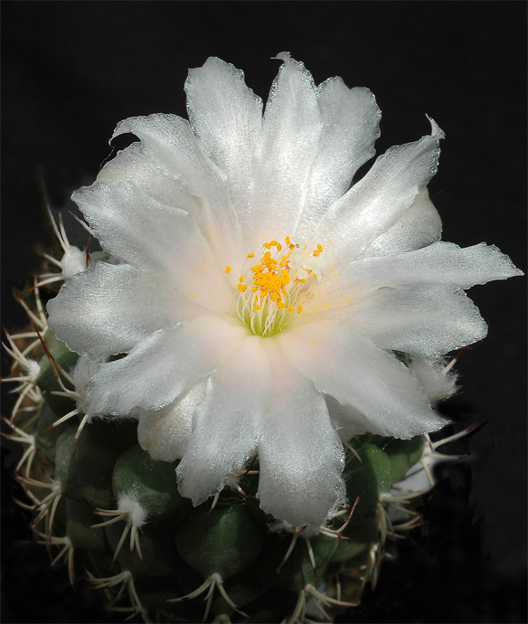 Turbinicarpus lophophoroides