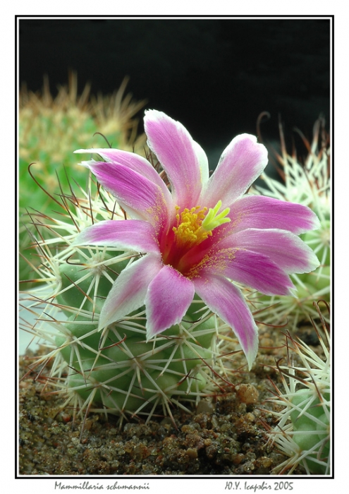 Mammillaria schumannii