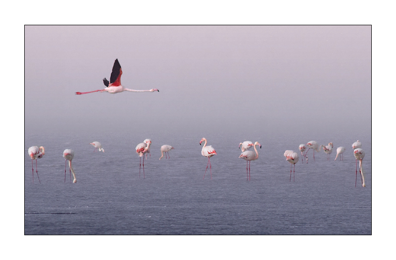 Фламинго
