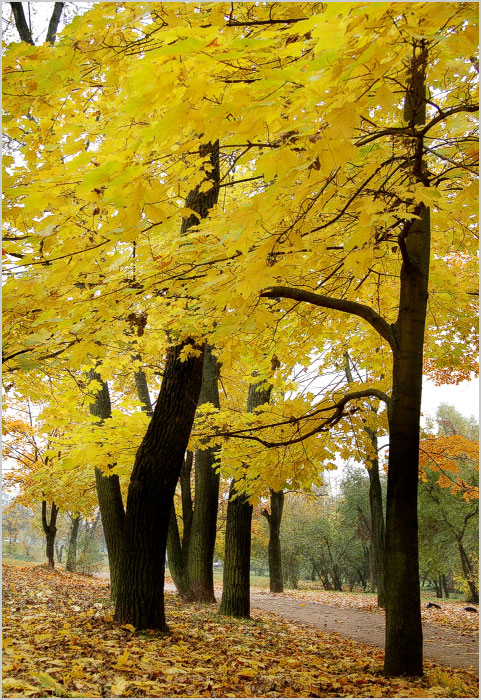 В Минске октябрь... #5