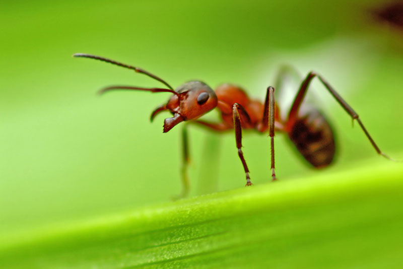 Житель большого города, простирающегося у подножъя старой сосны