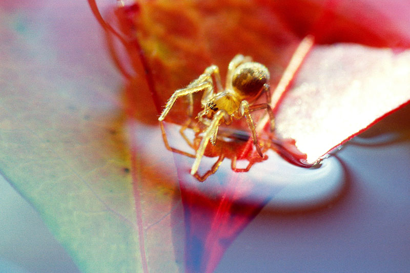 Свет мой зеркальце скажи...