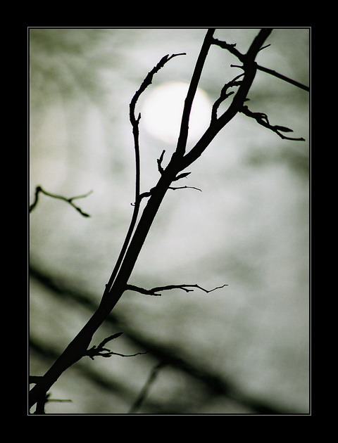 зима-весна, тихий разговор...