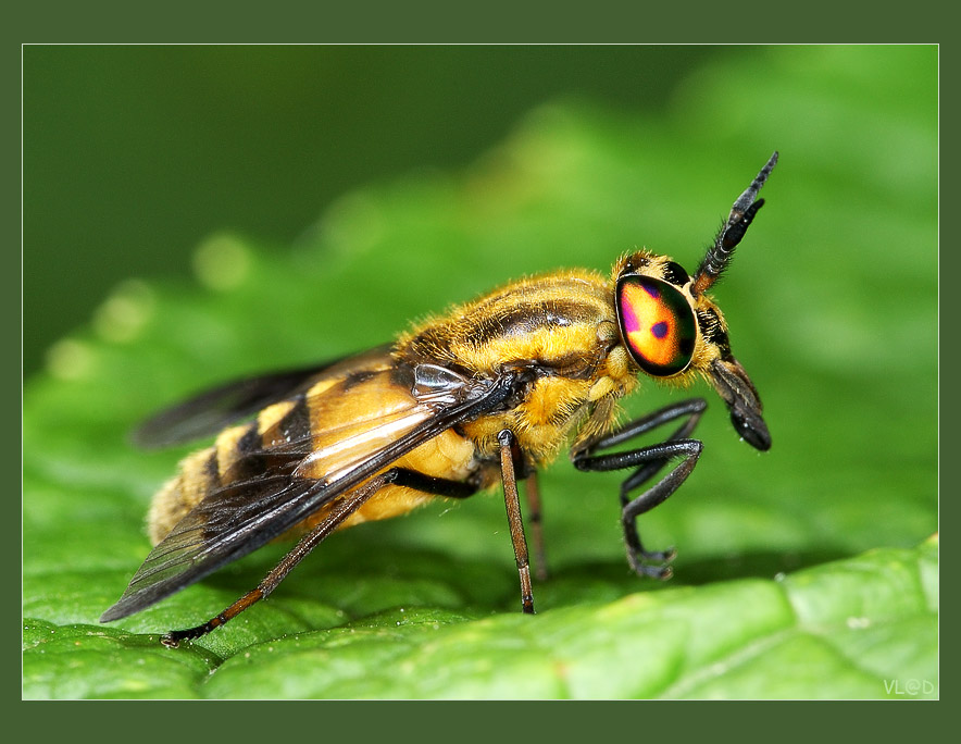 Золотая вредина