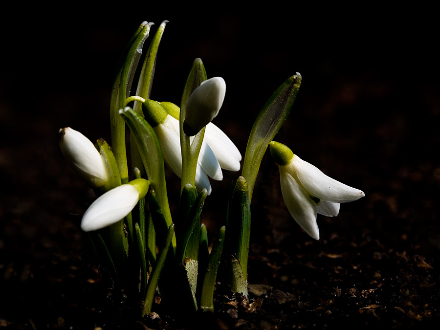 *мой домашний альбом*