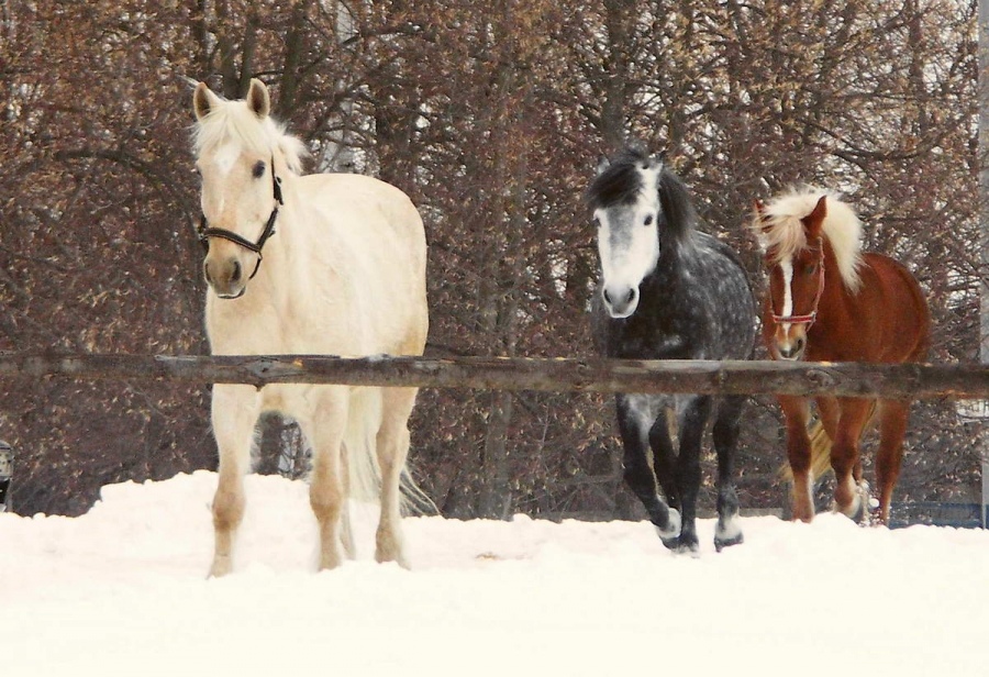три цвета-*красный -черный -белый*