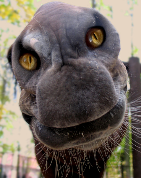 Там на неведомых дорожках следы невиданных зверей...