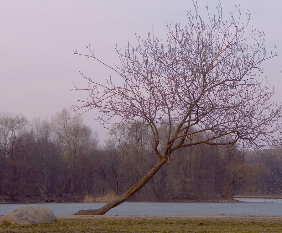 *дерево и камень*