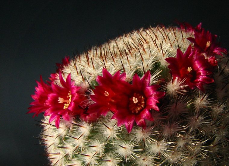 раз на год такое сьвята