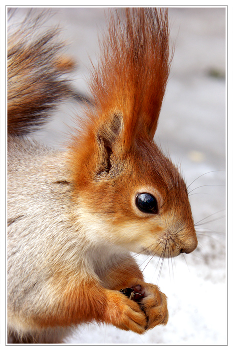 про белок. для Павла Вериго