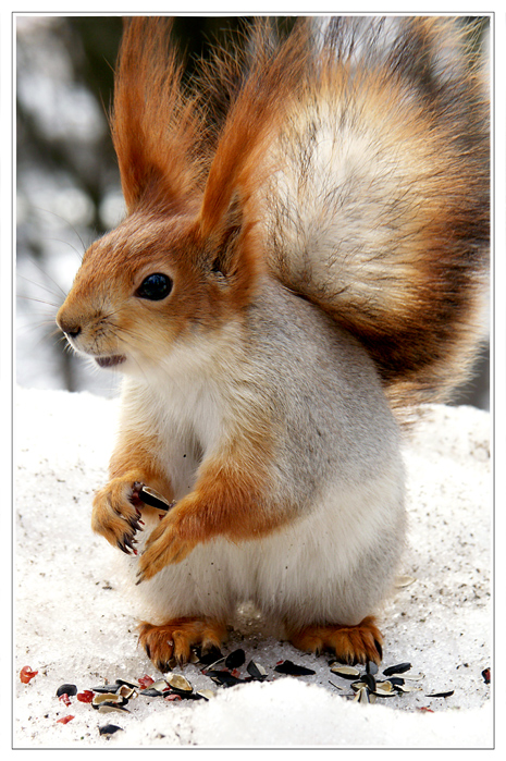 про белок 2.  для Павла Вериго ...:)