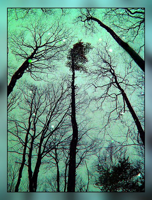 дрэваў зімовыя сны