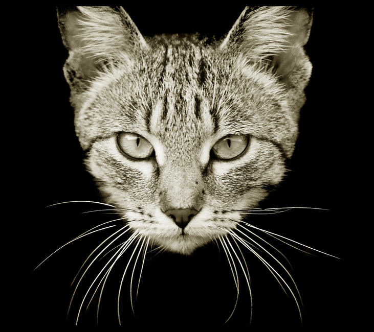 Из семейства кошачих