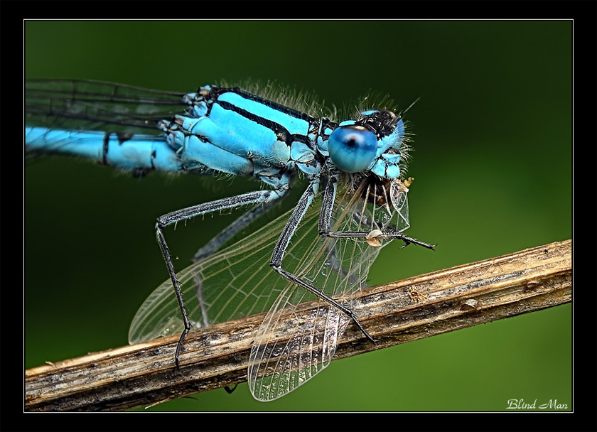 Легкая закуска - крылышки по Бургундски :)