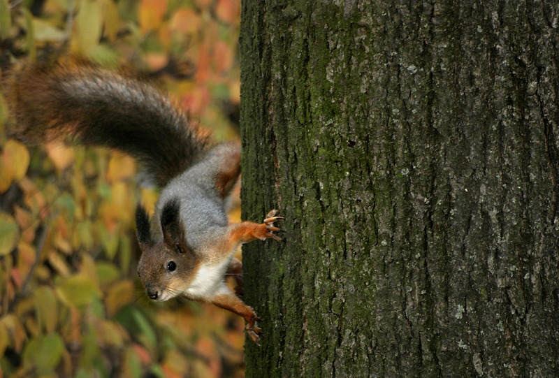 Вавёркавы праменад