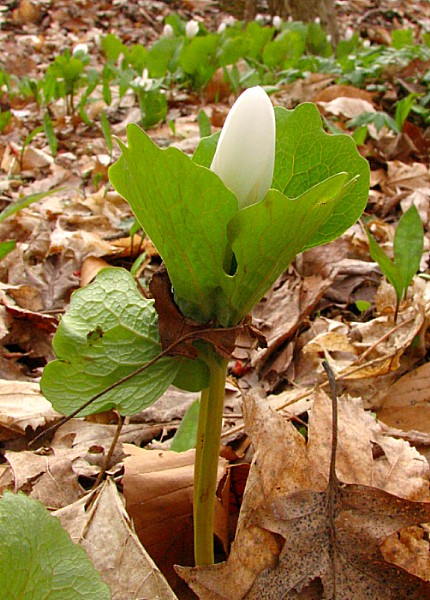 праўда ня можа перамагчы суцэльна, але й спыніць яе немагчыма