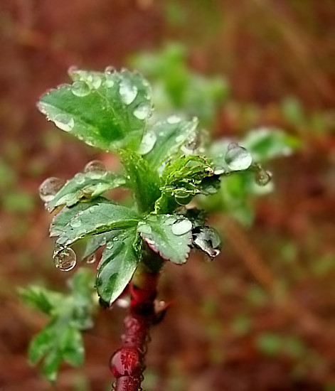 твой першы дождж