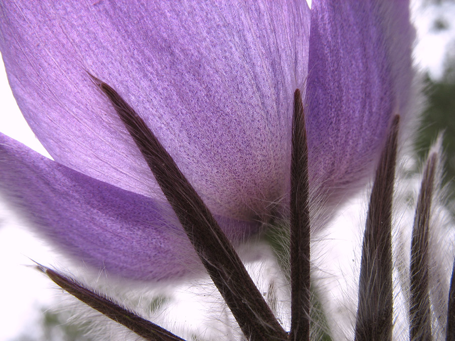 Посланник весны