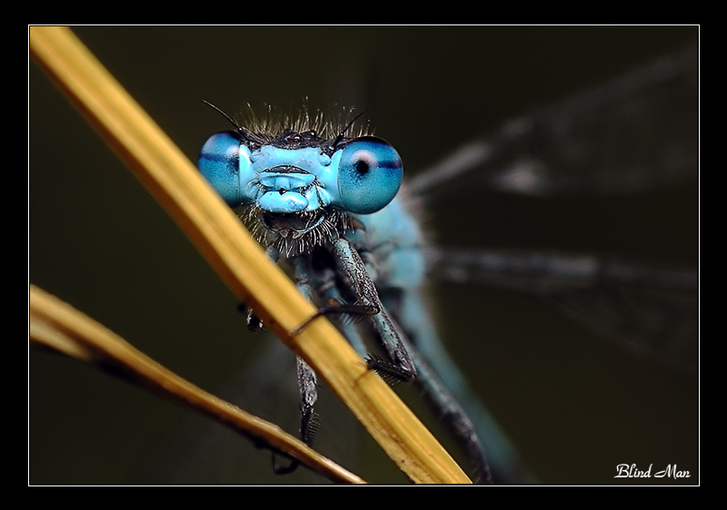 Глазастик :)