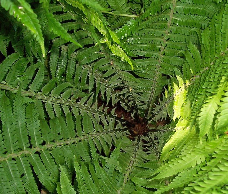 Листоворот