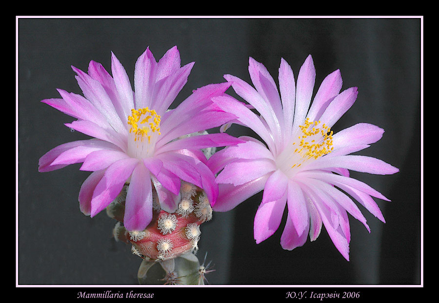 Mammillaria theresae