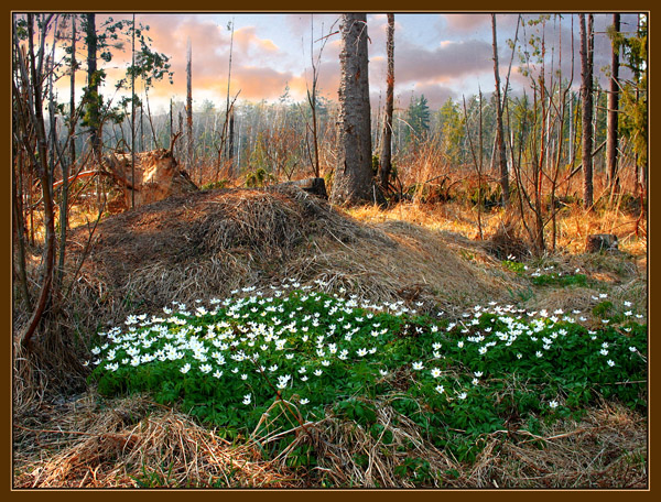 Сказка весеннего леса