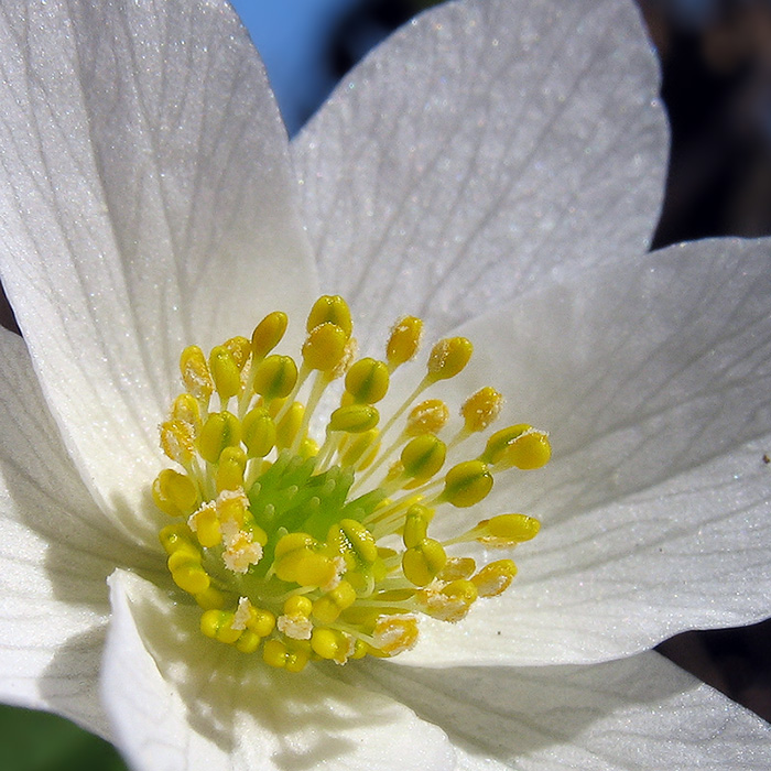 Центр весны