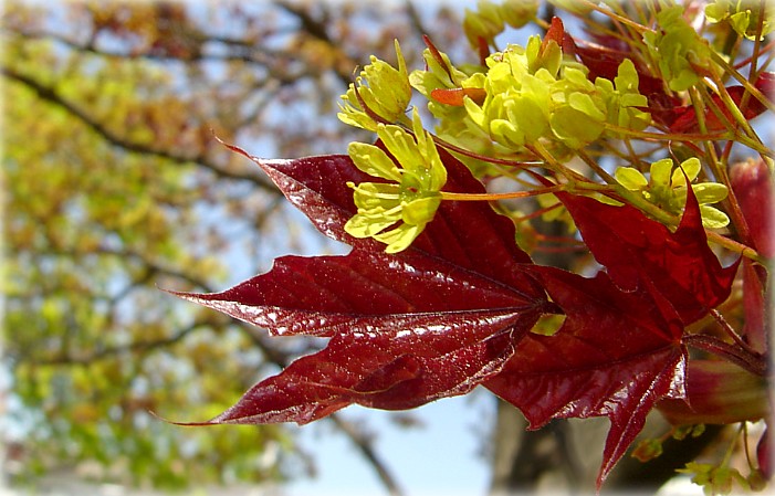 вясна-красна