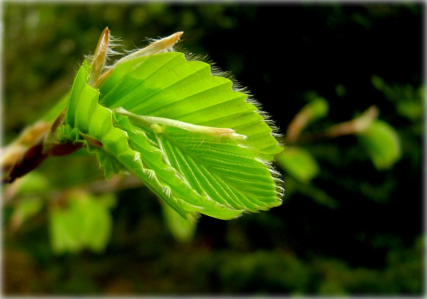 эх, любіць юнацтва колеры яркія!