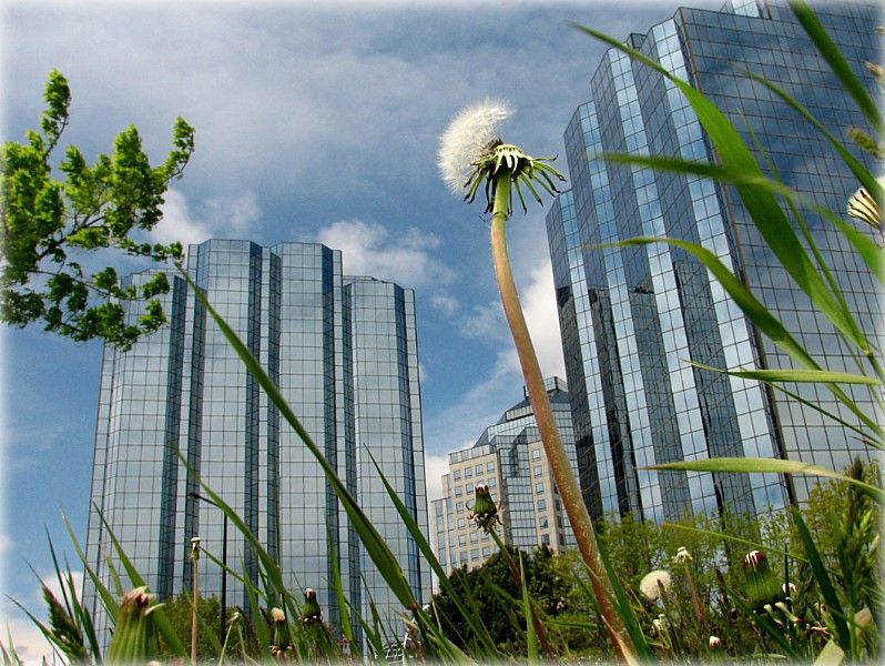 аблокам усе зайздросьцяць...