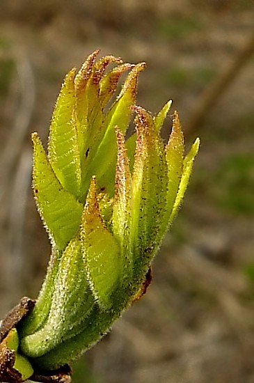 рукі прышэльцаў. ...яны ўжо тут!