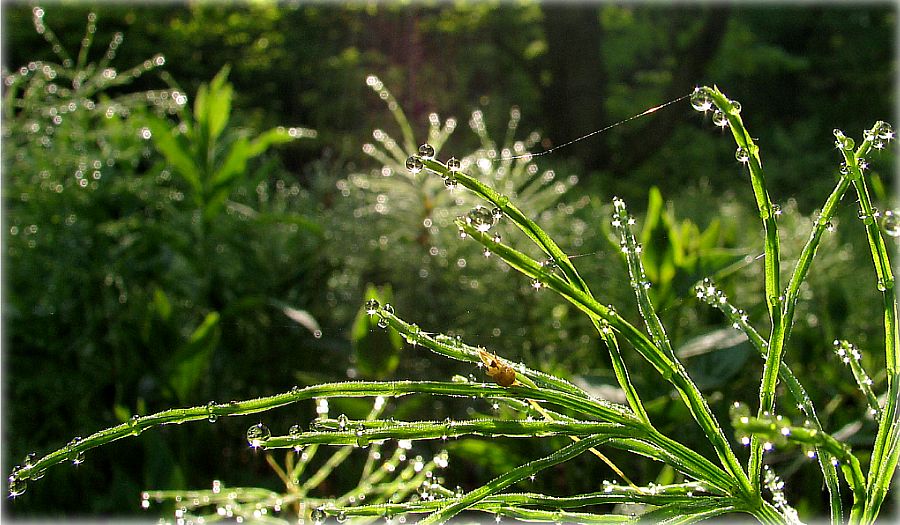 сонцаў зашмат не бывае