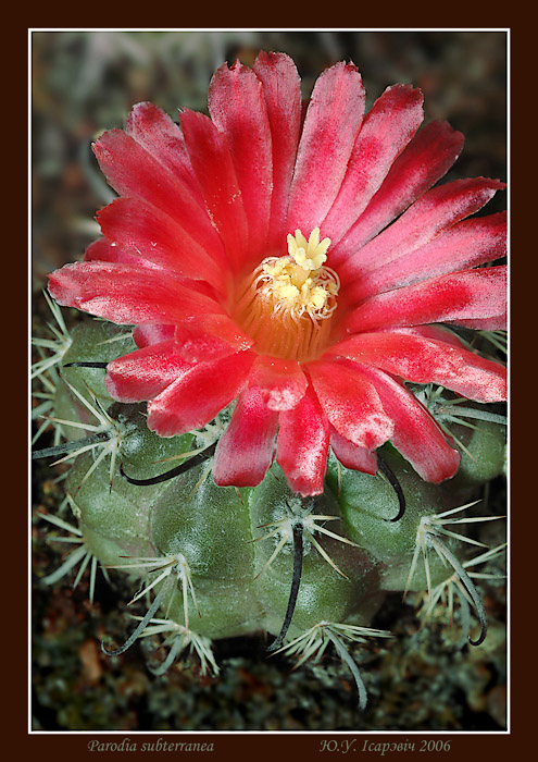 Где же ты, Хосе?